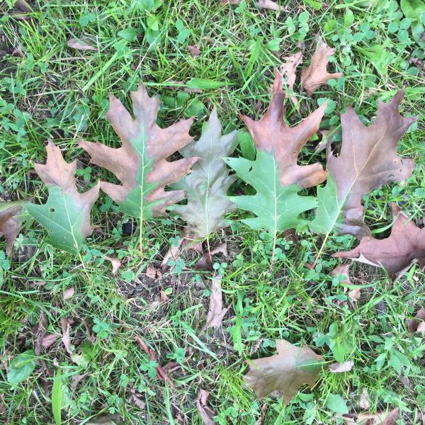 Learn How to Spot Oak Wilt Vermont Invasives